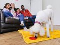 Our behaviour services