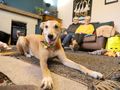 How to help a rescue dog get settled into your home